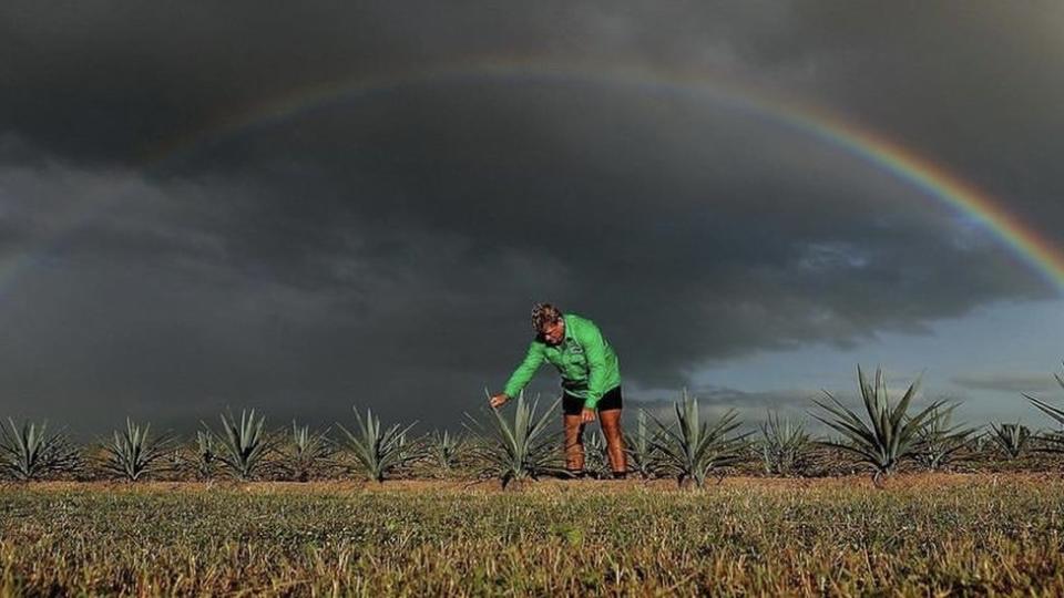 La empresa australiana TSI tiene medio millón de plantas de agave en Queensland.