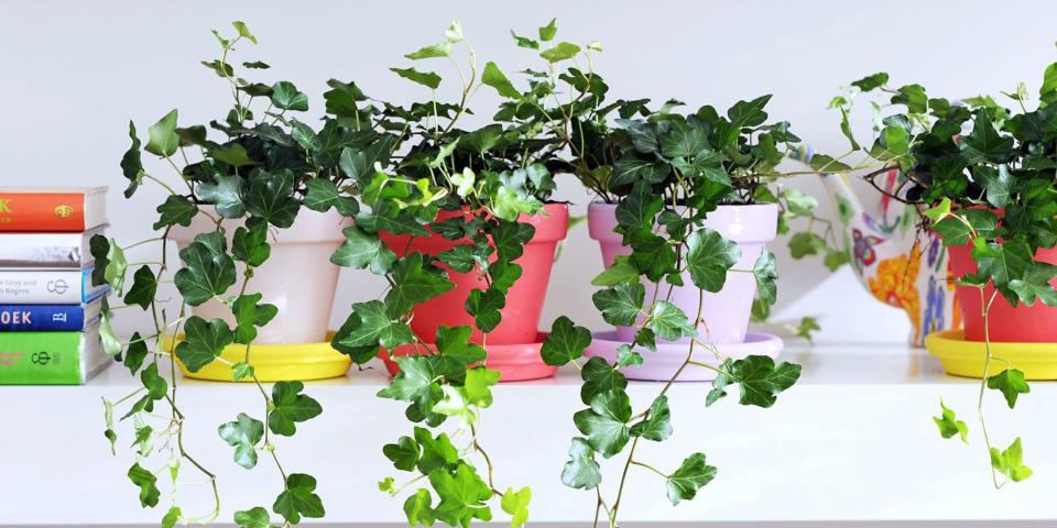 These 8 "Bedroom Plants" Will Help You Sleep Better At Night