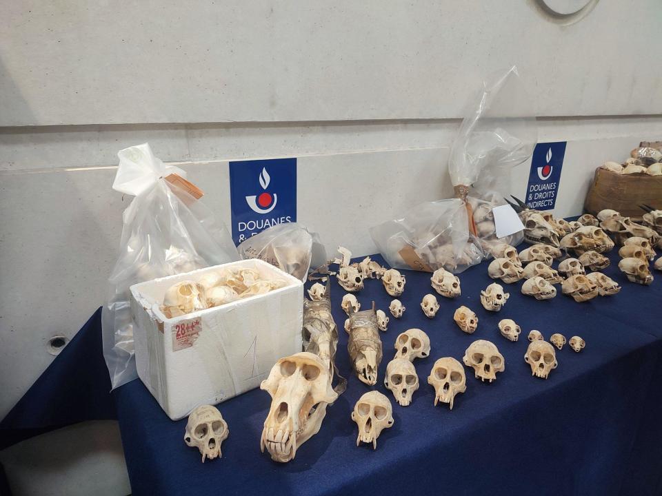 Hundreds of skulls and other animal remains have been found over the course of several months at France's largest airport.  / Credit: French Customs/Douane Francaise via Storyful