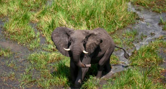 The world celebrates the majestic elephant