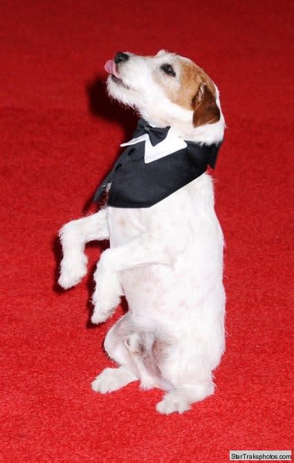 uggie the dog