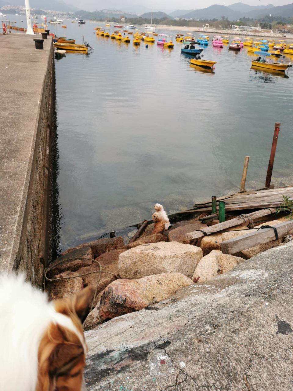 Photo source: Tai Mei Tuk’s Stronghold (Tai Mei Tuk) Facebook group