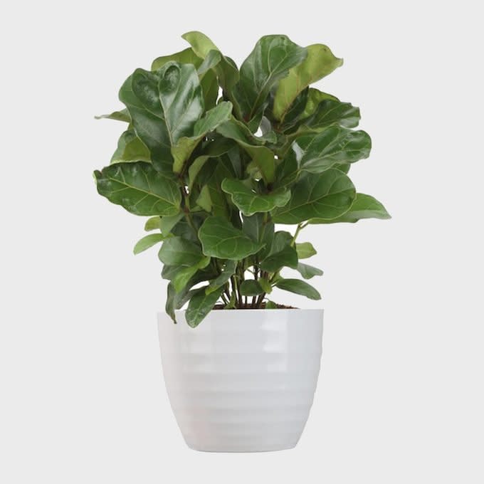 Costa Farms Fiddle Leaf Fig