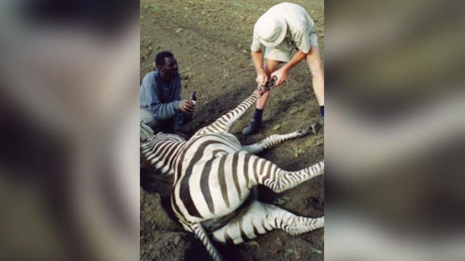 Mr Cran with an assistant treating a zebra with a snare injury