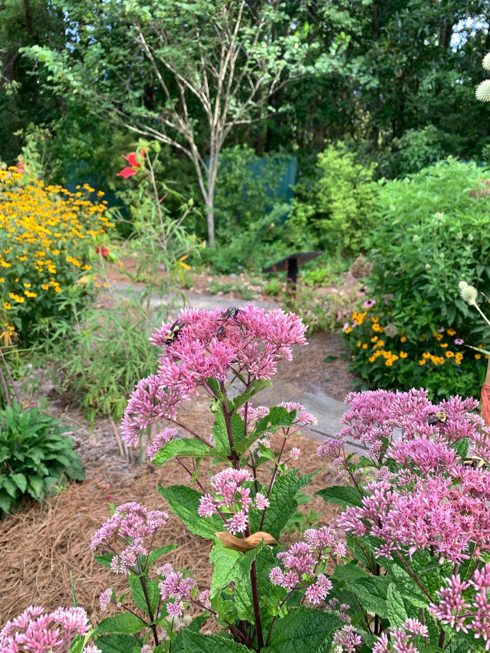 Pollinators love native plants, a necessary addition to sustainable landscapes.