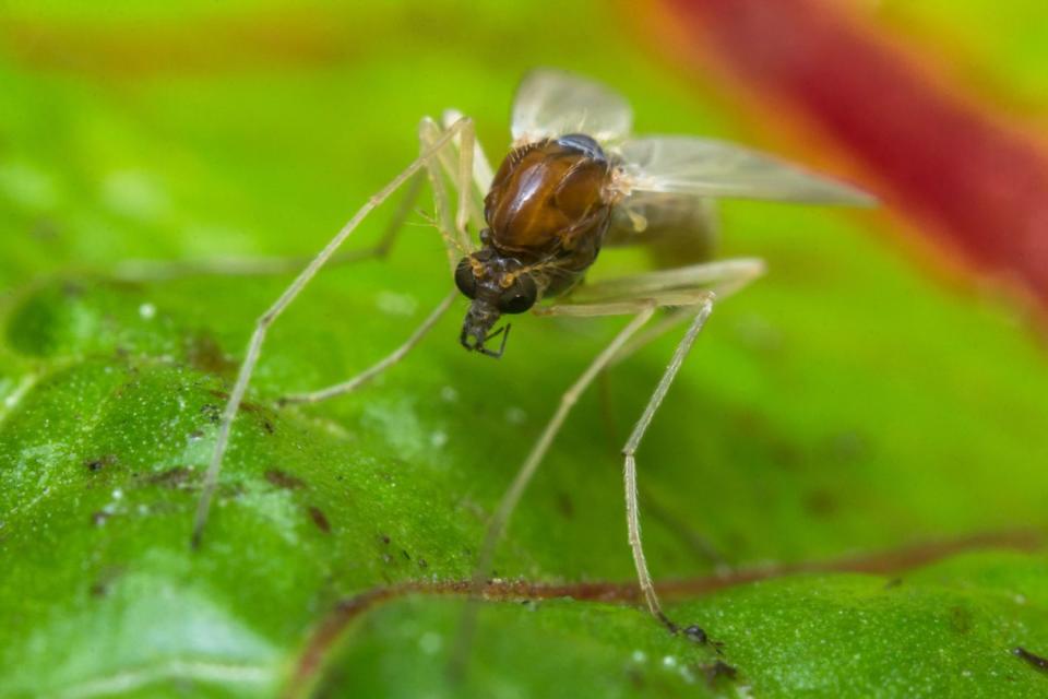 <p>Getty</p> Sand fly gnat sits on a leaf