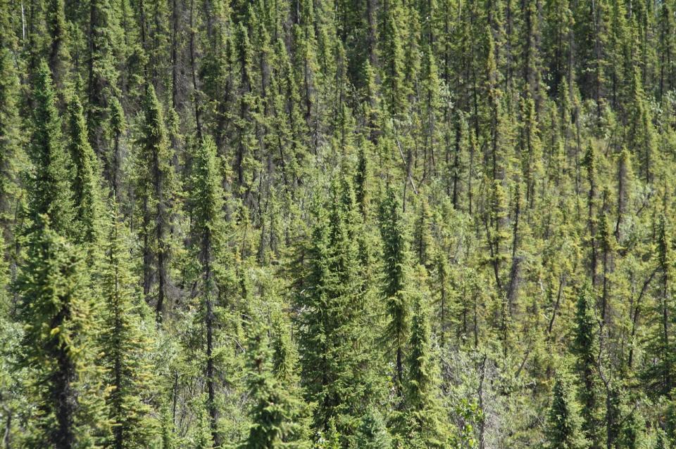 Although black spruce has evolved to cope with wildfires, a new study suggests its resilience is threatened by more frequent fire events.