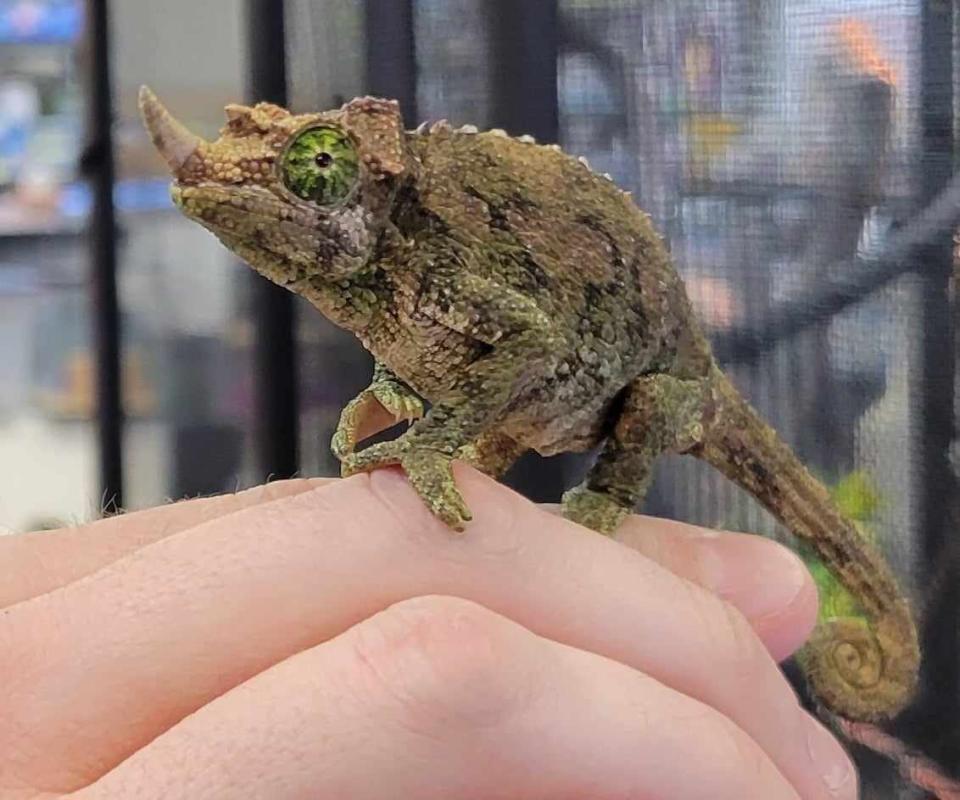This chameleon that has been at Fins on Fifth in downtown Hendersonville for six months recently gave birth to 15 babies.