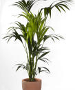 <p> This tall, shade-loving palm is the perfect low light indoor plant for an office without much natural light, where its fountain of dark green leaves will add structure and a tropical note to your workspace. Plant it in a pot with drainage holes in the base and set it in a waterproof container or on a large saucer on the floor.&#xA0; </p> <p> Water when the top of the compost feels almost dry and reduce watering slightly in winter (also follow the tips for the umbrella plant to prevent root rot). This palm likes some humidity so it&apos;s also one of the best plants for bathrooms. Alternatively mist it every few days or set it on a tray of damp pebbles. Apply a balanced liquid fertilizer once every two weeks from spring to early fall. </p>