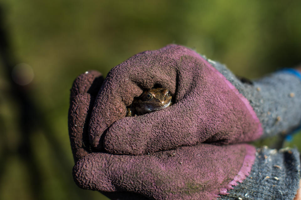 Helen Greaves, una estudiante de posgrado que forma parte del Pond Restoration Research Group del University College de Londres, sostiene una rana en un antiguo humedal en una zona agrícola cerca de Hindolveston, Dereham, en el este de Inglaterra, el 13 de septiembre de 2019. “Apenas reciben agua y luz, reviven”, dice Nick Anema, un agricultor de la zona que revivió siete humedales en su propiedad. "Hay ranas, sapos y salamandras, además de insectos como libélulas... No puedes acabar con un estanque”. (AP Foto/Emilio Morenatti)