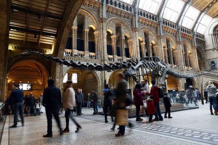 Visitors look a Dippy the diplodocus at the Natural History Museum in London, Britain January 4, 2017. REUTERS/Stefan Wermuth