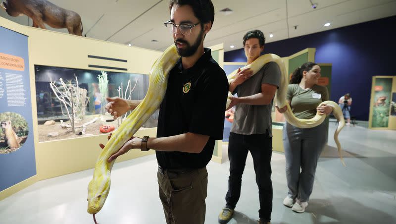 Wildlife educators Alex Leclerc, Noah Eikens and Jenny Nicholas carry a 16-foot Burmese python in the Wild World exhibit at the Natural History Museum of Utah in Salt Lake City on Wednesday, June 7, 2023. “Wild World: Stories of Conservation & Hope” brings museumgoers up close and personal with 12 species.