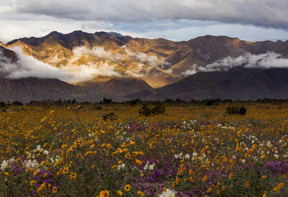 Spring blooms in the Henderson Canyon flower fields in Anza Borrego Desert State Park. Photo by Sicco Rood, March 2024