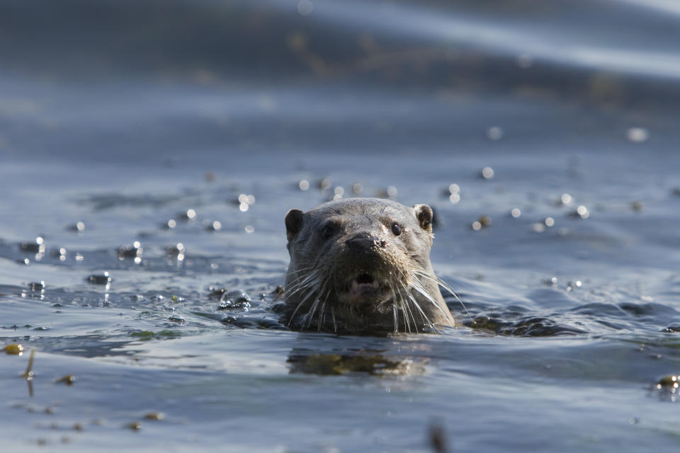 Eurasian river otter (Lutra lutra). Hebrides, Scotland.