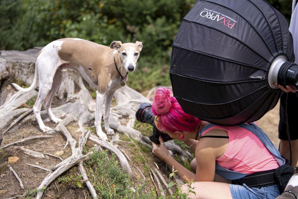 Cat at work. (Photo: Catsdog Photography/Caters News)