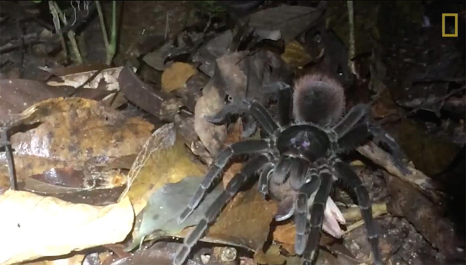 Spiders have been named among the unlikely kings of the jungle after scientists recorded a dinner plate-sized tarantula catching and eating a tiny possum. Source: National Geographic