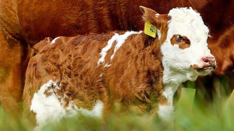 小牛出生後外觀和其他小牛不同。（示意圖／翻攝自Pixabay）