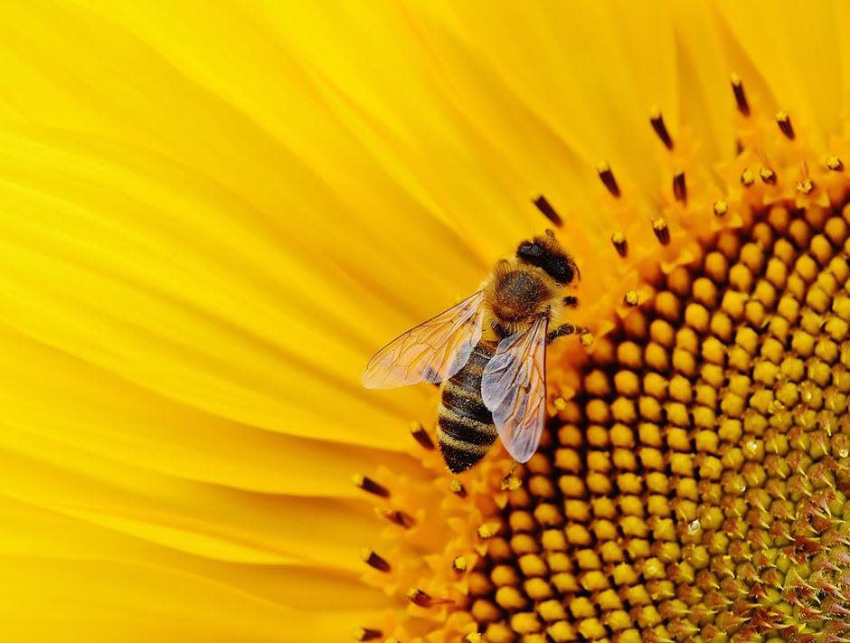 A pollinator plant seminar and a plant clinic are being provided by the The Okaloosa County branch of the The University of Florida Institute of Food and Agricultural Sciences.
