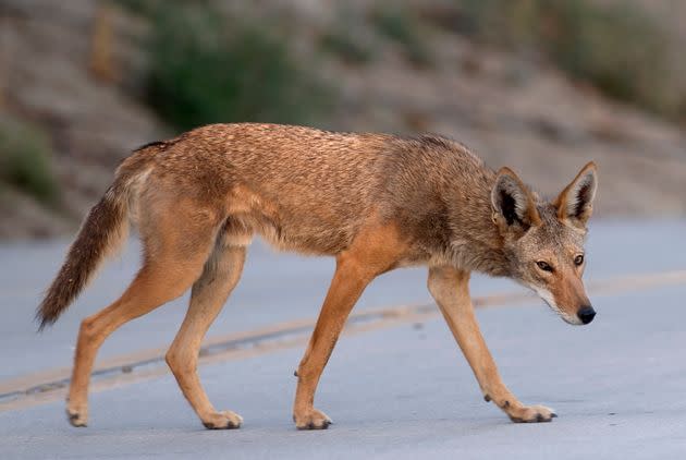 A coyote roams the Cal Poly Pomona campus in 2021.