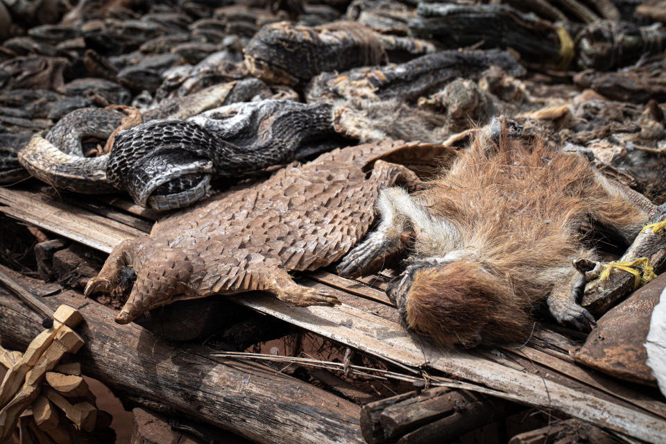 A dead pangolin and monkey lie side by side amid a pile of other dead animals.