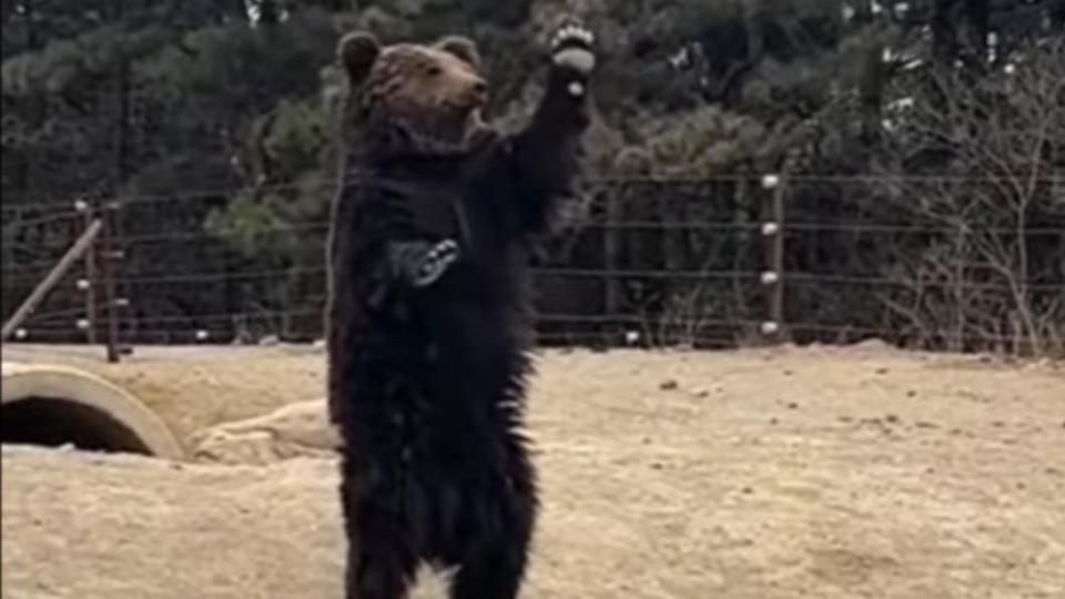 中國遼寧省瀋陽市一間動物園的一隻棕熊，竟會微笑「站立揮手打招呼」。（圖／翻攝自《微博》） 