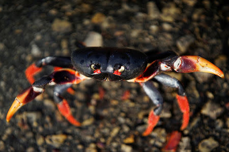 A crab coming from the surrounding forests reacts to the camera on its way to spawn in the sea in Playa Giron, Cuba, April 21, 2017. REUTERS/Alexandre Meneghini