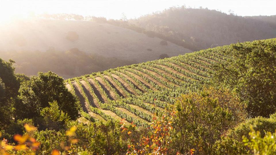 PHOTO: In an undated stock photo, a Napa Valley vineyard is shown. (STOCK PHOTO/Getty Images)