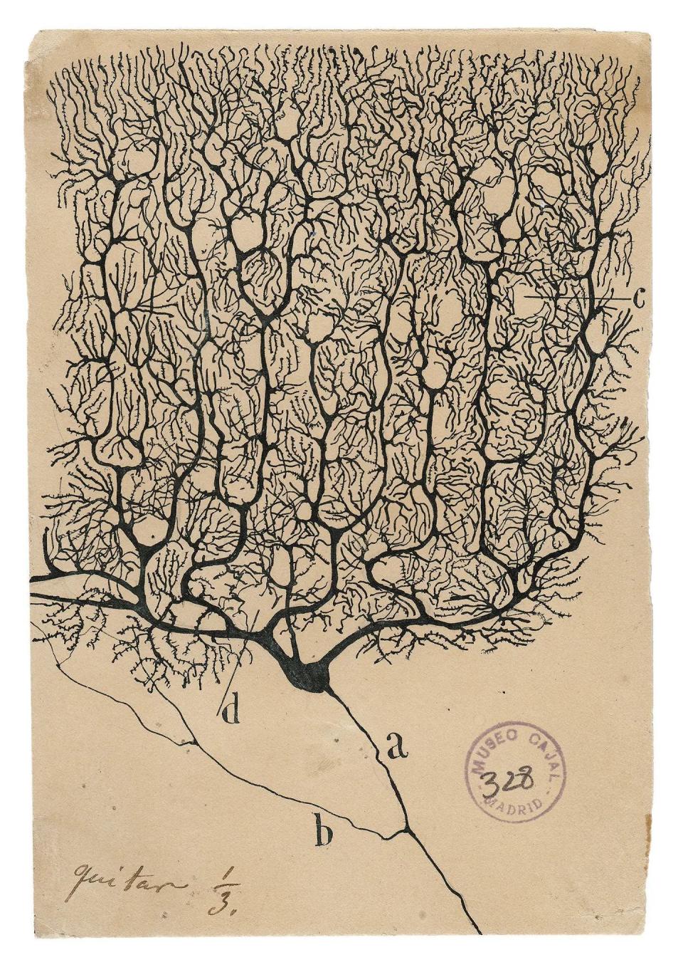 Neurona de Purkinje dibujada por Ramón y Cajal. Cortesía del Instituto Cajal