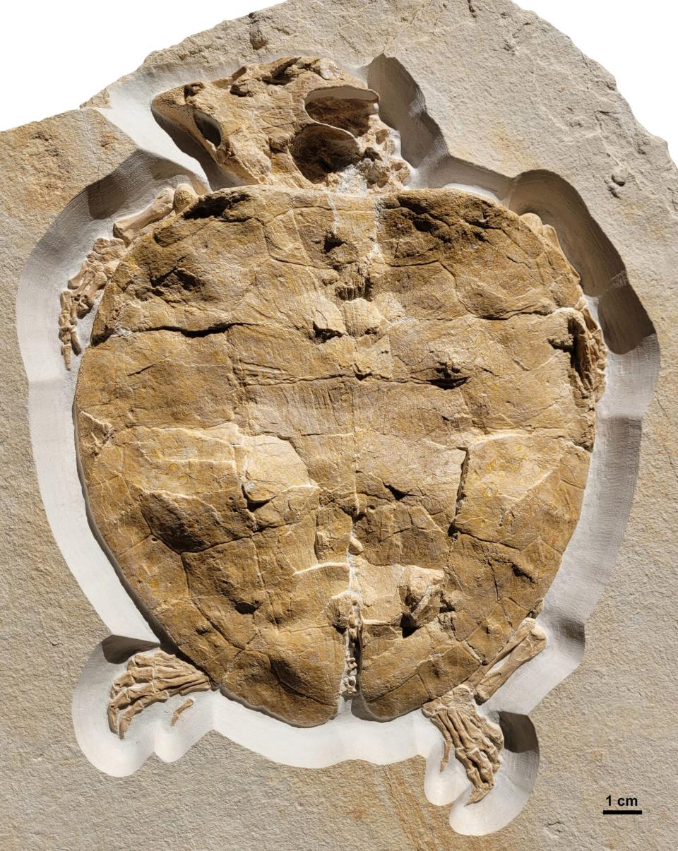 Perfectly preserved fossil of the Solnhofia parsonsi turtle, approx. 150 million years old. CREDIT: Felix Augustin/University of Tübingen 