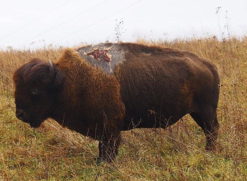 A bison with a lightning bolt burn on its back