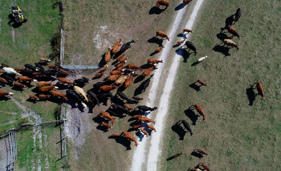 Cattle are herded at Blackbeard Ranch, a working ranch and conservation easement in Myakka City. A new conservation area proposed by the U.S. Fish and Wildlife Service would attempt to create conservation easements on more ranch land in Southwest Florida.