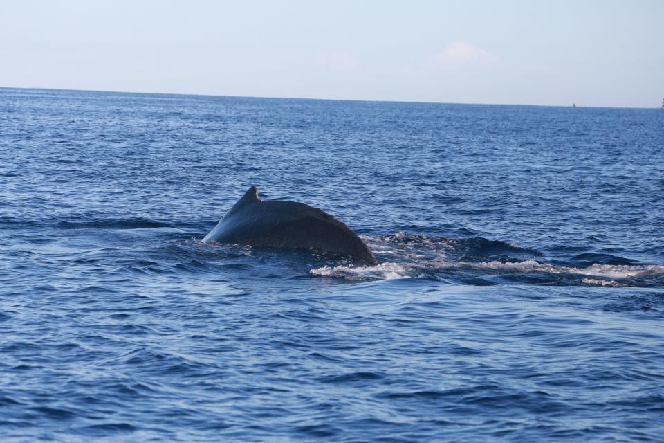The whale near the boat arches its back, where the whales get their name "humpback."