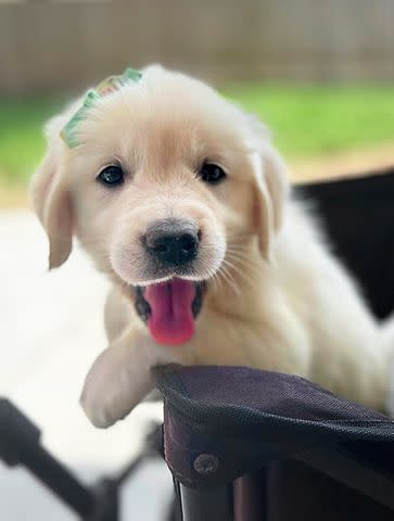 <p>Golden Treasures Kennel</p> Shamrock the golden retriever puppy after the green color on her coat faded away