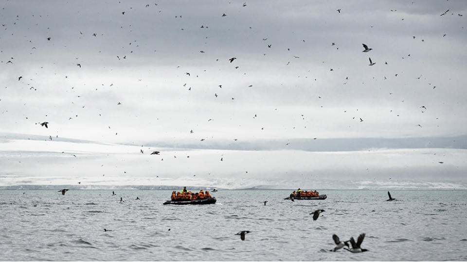 Birds take flight as passengers explore on a Zodiac excursion. 
