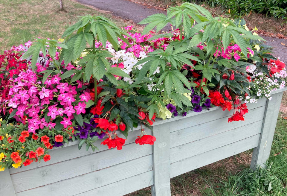 The planter in West Parley Parish Council in Dorset which contained a plant which looked like a cannabis plant. See SWNS story SWPLplant. A dopey council was left red-faced after it celebrated a floral display - only for a gardener to spot CANNABIS growing in a roadside planter. West Parley Parish Council in Dorset hoped to add a splash of seasonal colour to the area with its communal display. But eagle-eyed Tray Veronica spotted weeds of a kind sprouting out of the 6ft long planter. Volunteers looked after the planters every day and the council even included the offending plants in a photo of the display on social media saying it was 'looking lovely'.  