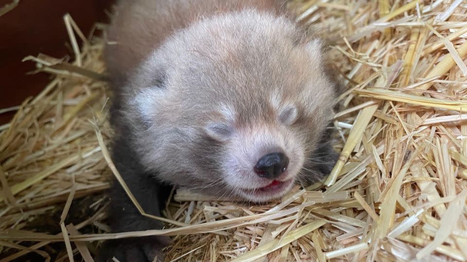 One of the baby red pandas is shown with their eyes closed at Whipsnade Zoo in England. - Whipsnade Zoo