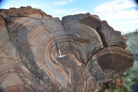 The layers on this 2.7 billion-year-old rock, a stromatolite from Western Australia, show evidence of single-celled, photosynthetic life on the shore of a large lake in this image released on May 9, 2016. Roger Buick/University of Washington/Handout via REUTERS