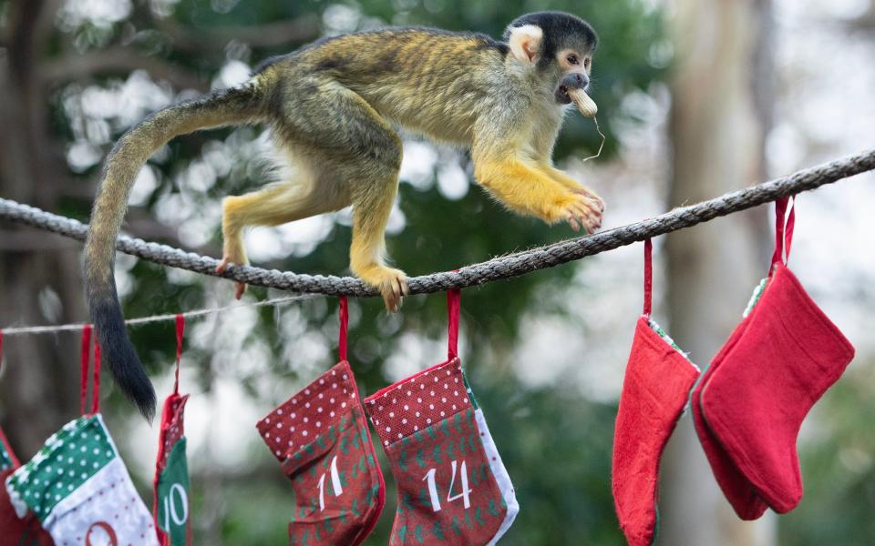 Breakfast is served in a stocking to the squirrel monkeys