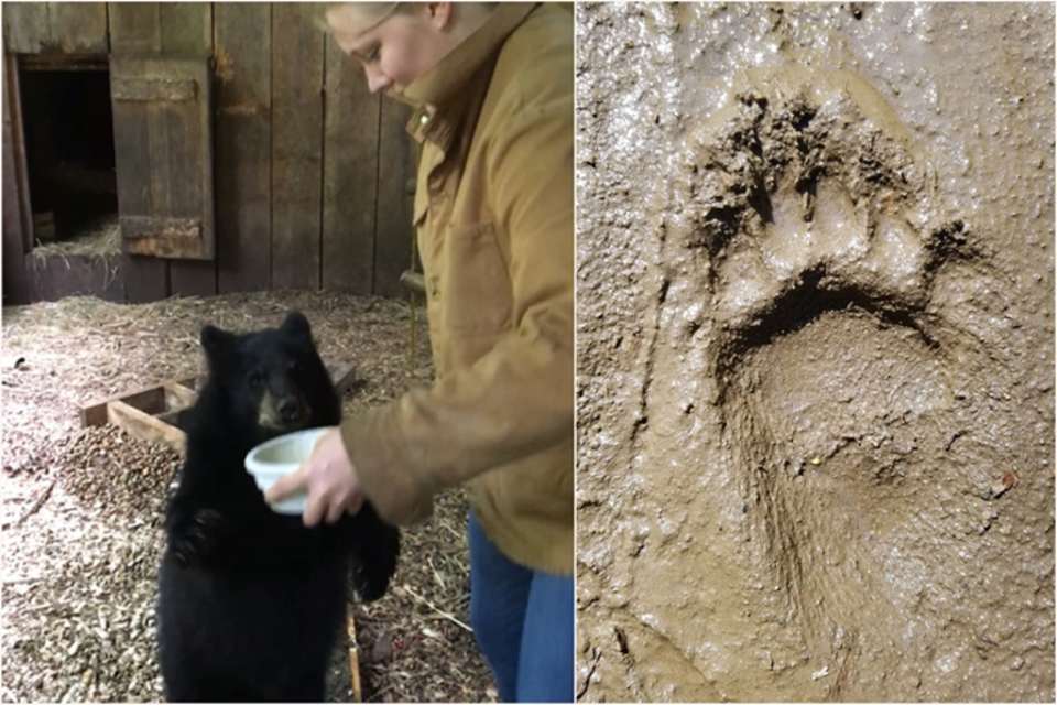 Left: Ellison McNutt collects data from a juvenile female black bear (Ursus americanus), who walks bipedally, unassisted through the mud trackway at Kilham Bear Center in Lyme, New Hampshire. Right: Footprint from one of the juvenile male black bears (Image on left by Jeremy DeSilva. Image on right by Ellison McNutt.)