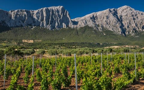 Vineyards near Oliena, a mountainous region of Sardinia - Credit: Getty