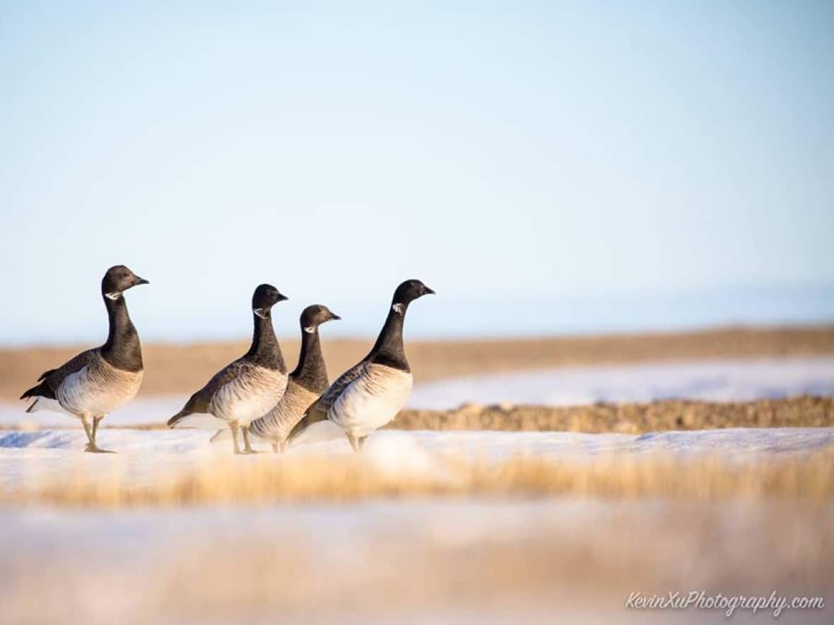 Brant geese travel great distances to Canada's Arctic and northern Greenland to breed. (Submitted by Kevin Xu - image credit)