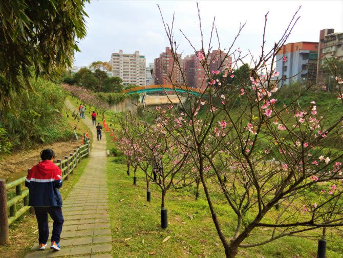 陪妻小走在東湖國中對岸的櫻花步道上。