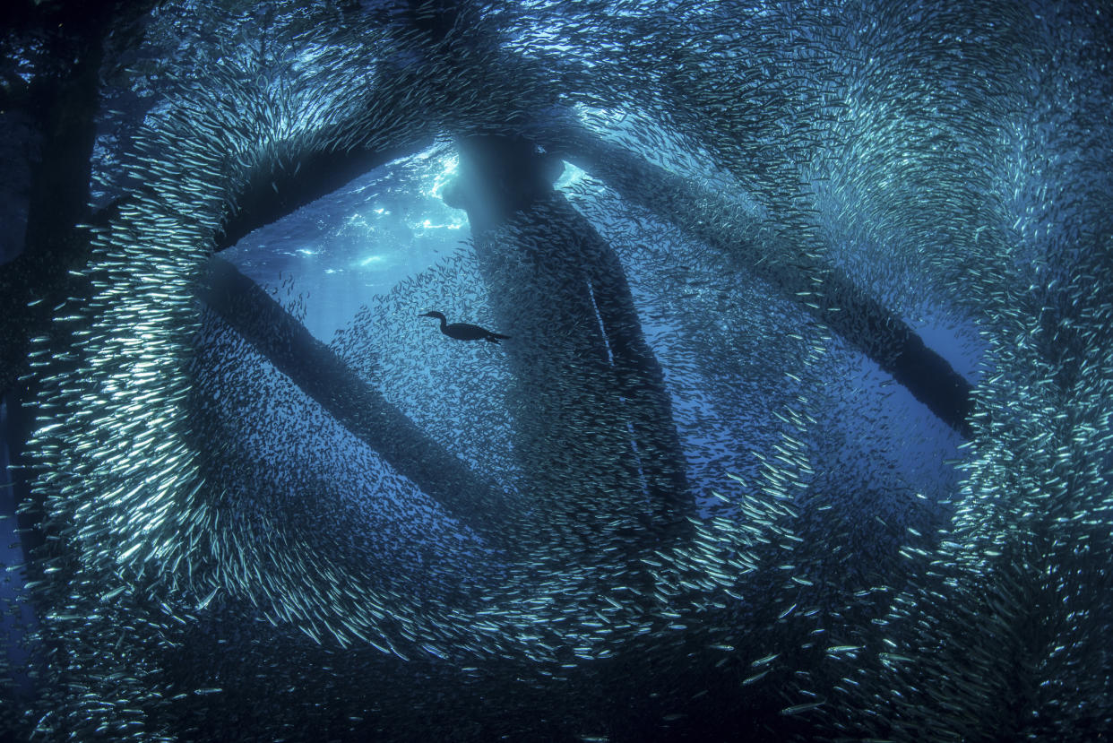 https://www.gettyimages.com/detail/photo/cormorant-swims-through-baitfish-under-the-oil-rigs-royalty-free-image/764788217?phrase=A+cormorant+swims+through+baitfish+under+the+oil+rigs+in+Southern+California&adppopup=true