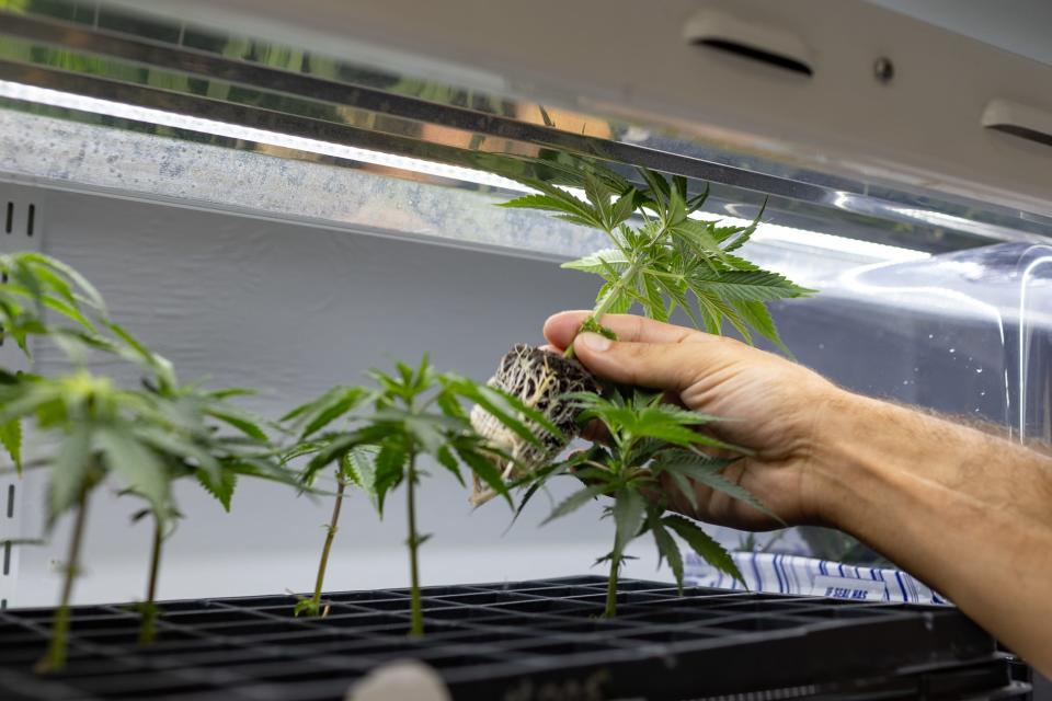 Grow Source LLC's Director of Cultivation Shawn Bedard inspects his cannabis plants at their greenhouse  in Warwick, NY, on Tuesday, July 19, 2022.