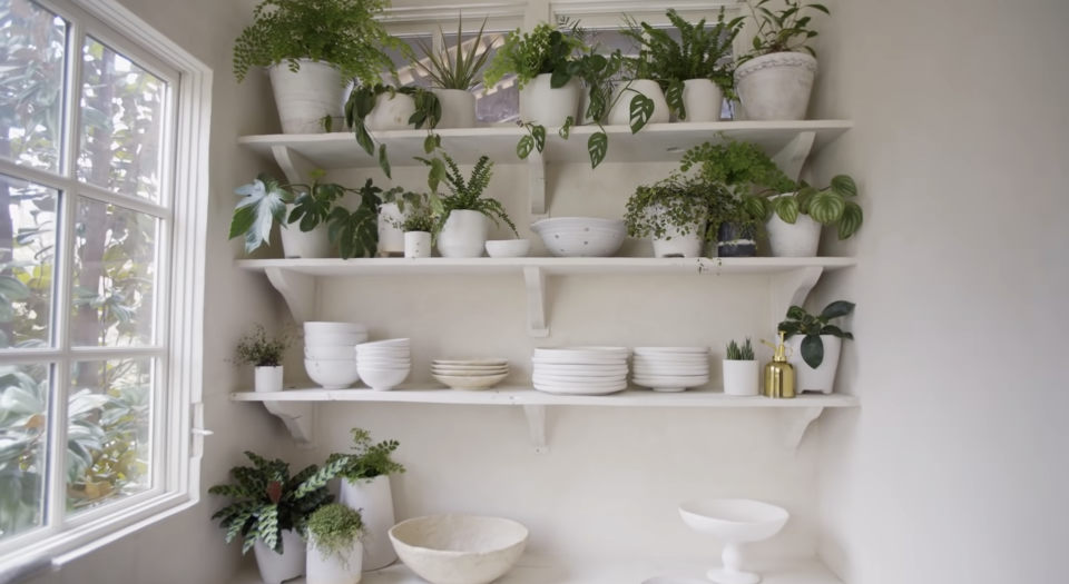 shelves of plants