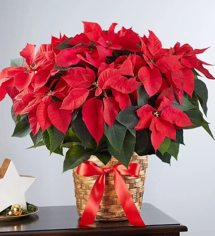 2) Poinsettia Plant