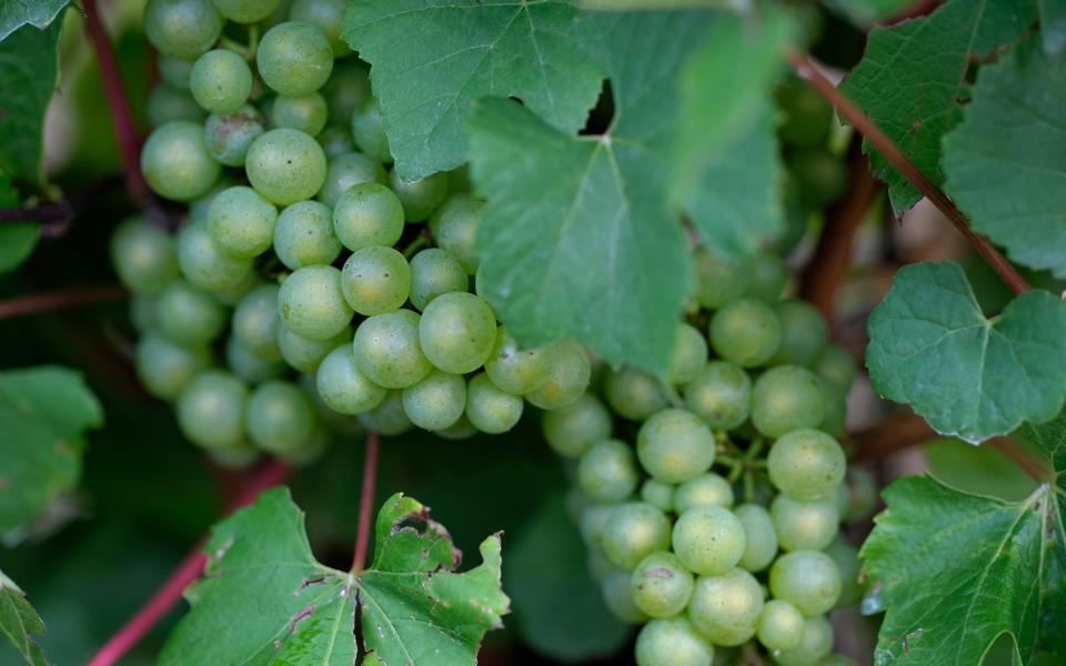 The Ridgeview Wine Estate which produces English sparkling wines on the South Downs in Sussex  - Credit: Christopher Pledger 