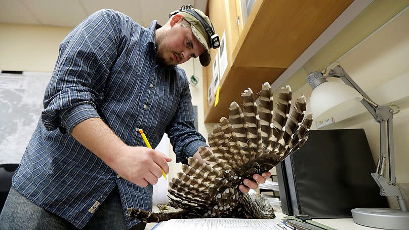 Wildlife technician Jordan Hazan records data in a lab from a male barred owl he shot earlier in the night, 24 October 2018, in Corvallis, Oregon.