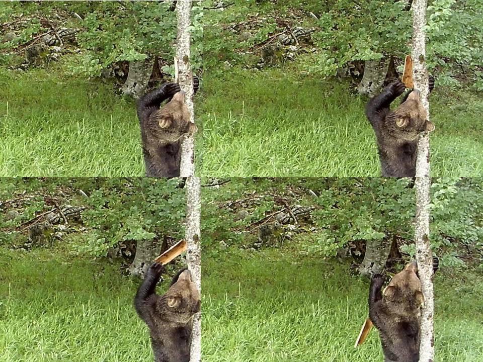 Imágenes de los osos captadas por las cámaras. Un macho adulto destapa la marca visual ocultada, quitando los trozos de cortezas empleados en el experimento. Author provided