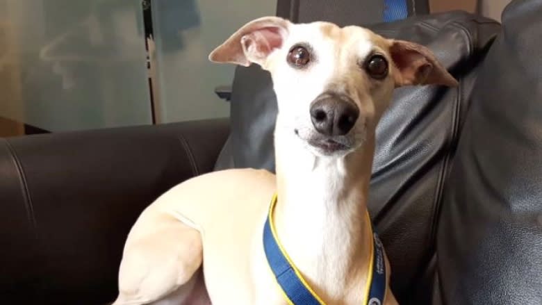 Pop goes the whippet: Calgary dog's balloon-bursting skills break Guinness World Record